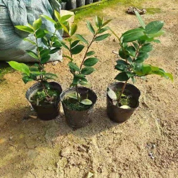 各种品种茶花苗，基地直销，精挑细选，自产自销，量大从优