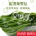 【6斤】新鲜盐渍海带丝带箱6斤厚海带凉拌菜火锅盐渍海批发