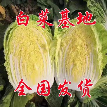 【精品】山东黄心大白菜产地直供质量保证全国发货
