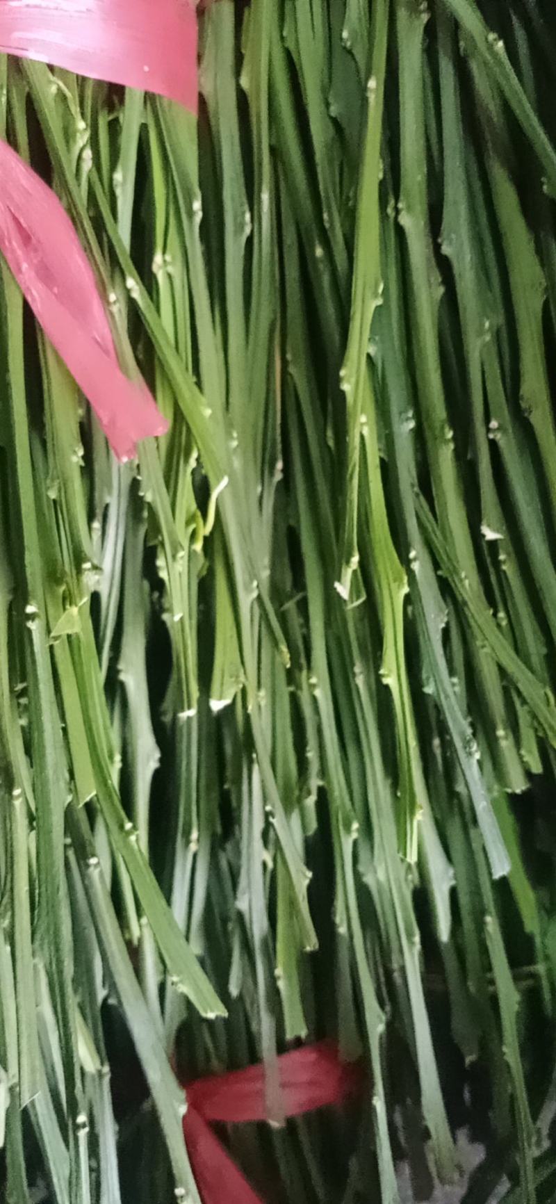 新会柑苗，种芽条