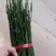 新会柑苗，种芽条