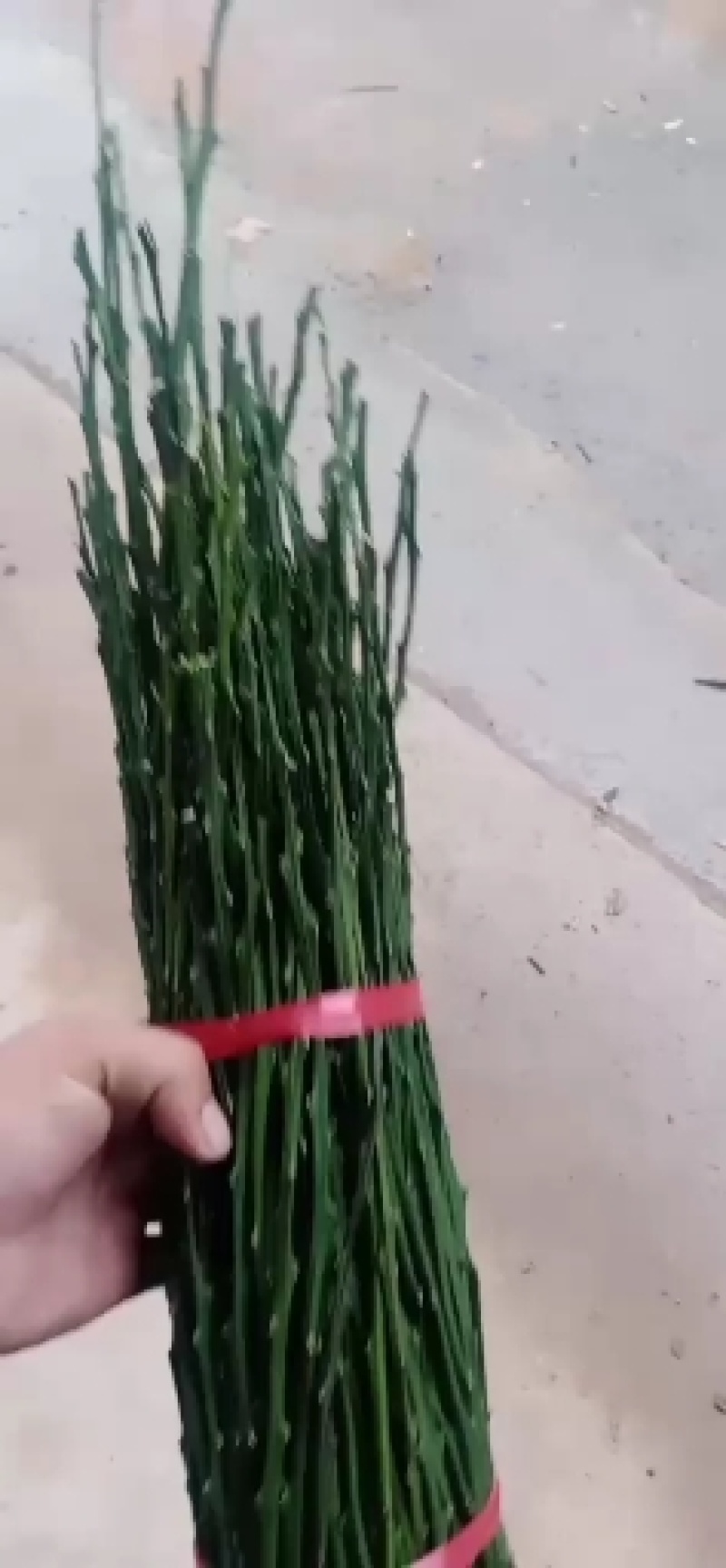 新会柑苗，种芽条