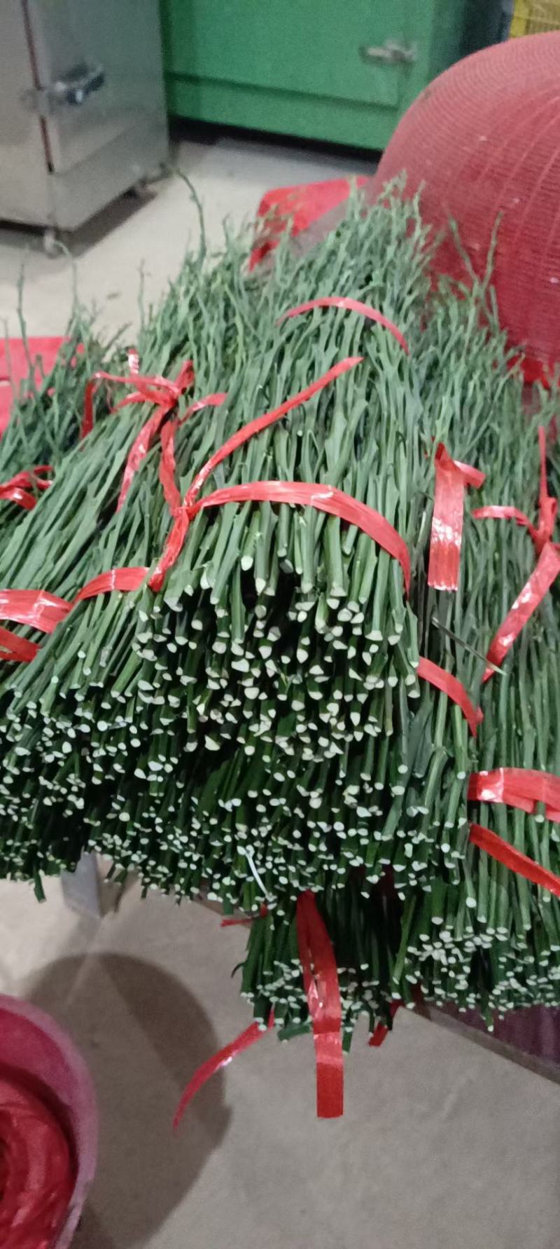 新会柑苗，种芽条