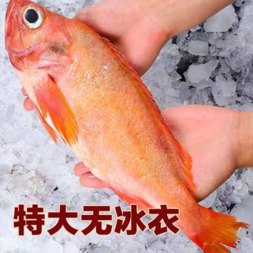 红石斑鱼整条大鲜活冰鲜大龙胆鱼富贵鱼深海鱼速冻海鲜包邮