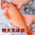 红石斑鱼整条大鲜活冰鲜大龙胆鱼富贵鱼深海鱼速冻海鲜包邮
