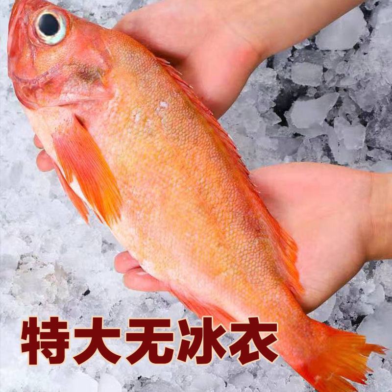 红石斑鱼整条大鲜活冰鲜大龙胆鱼富贵鱼深海鱼速冻海鲜包邮