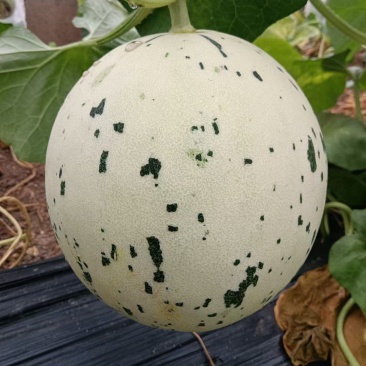 蜜露甜瓜梦露流星白肉甜瓜，产地代收糖度高一手货