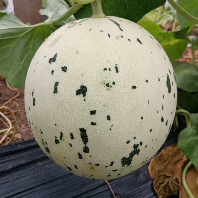 蜜露甜瓜梦露流星白肉甜瓜，产地代收糖度高一手货