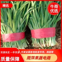 绿色有机韭菜，基地一站式供应出口品质韭菜，欢迎采购。