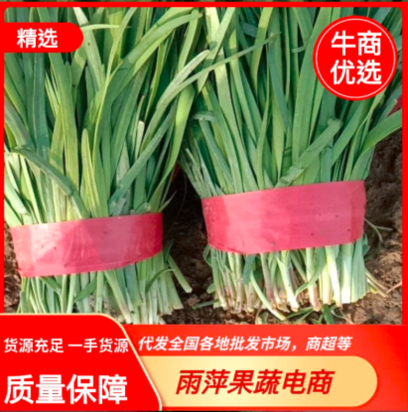 绿色有机韭菜，基地一站式供应出口品质韭菜，欢迎采购。