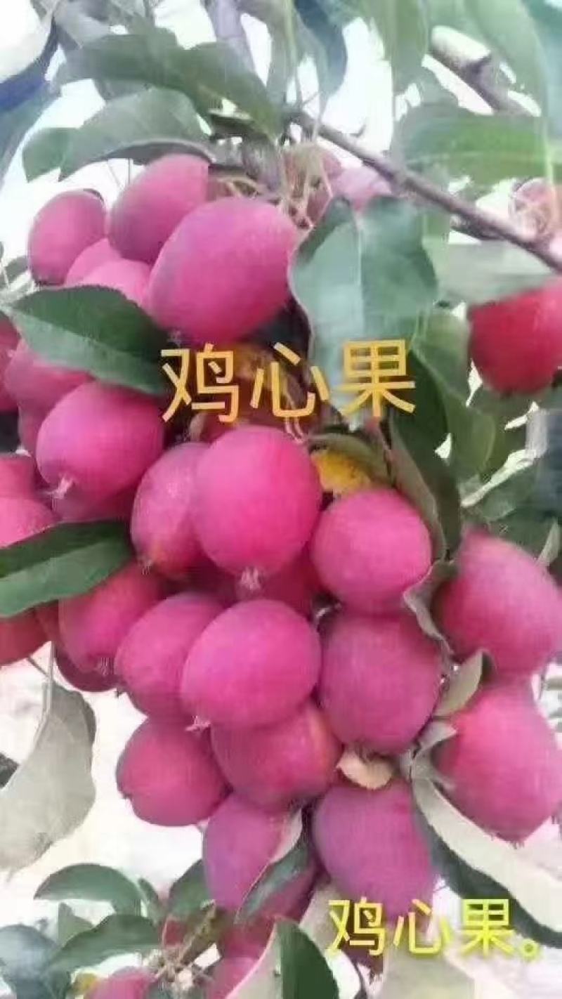 出售各种果树苗，绿化苗