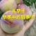 出售各种果树苗，绿化苗