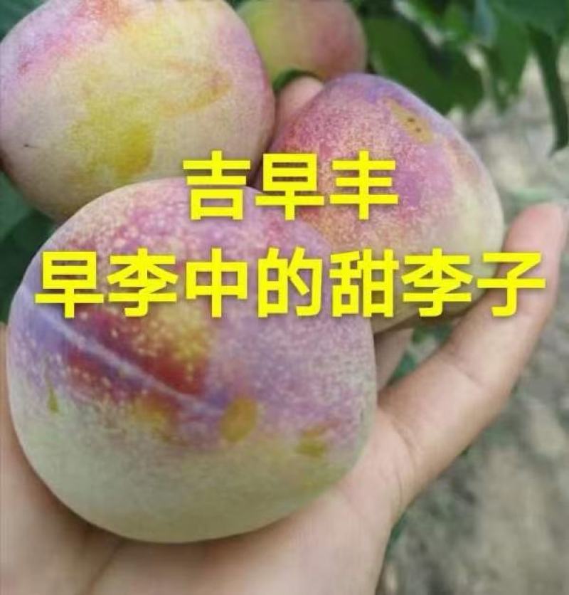 出售各种果树苗，绿化苗