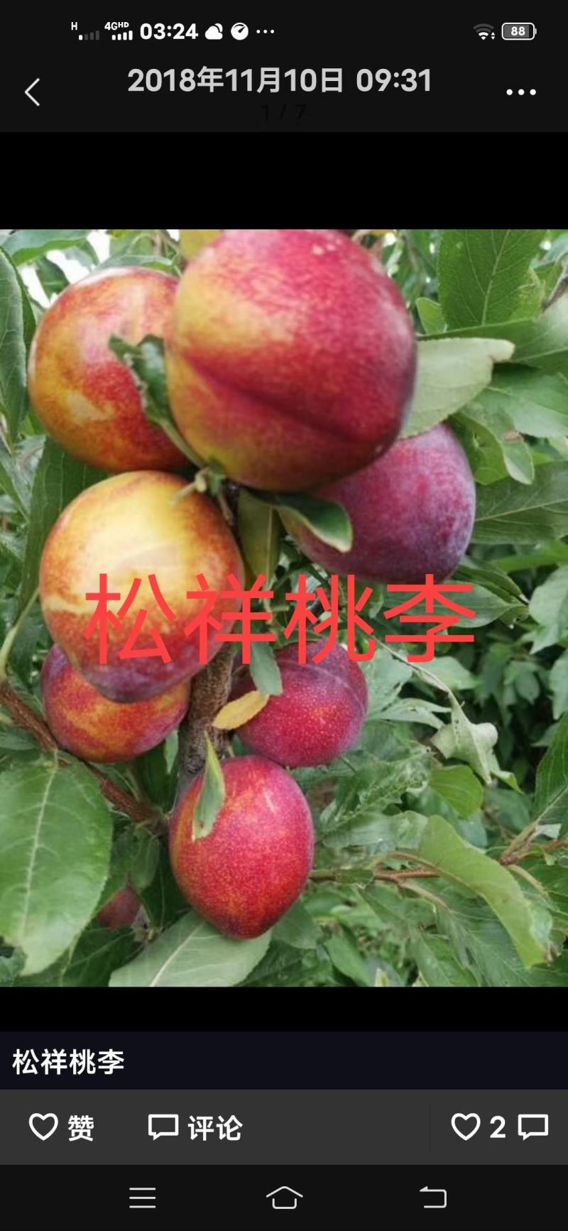 出售各种果树苗，绿化苗