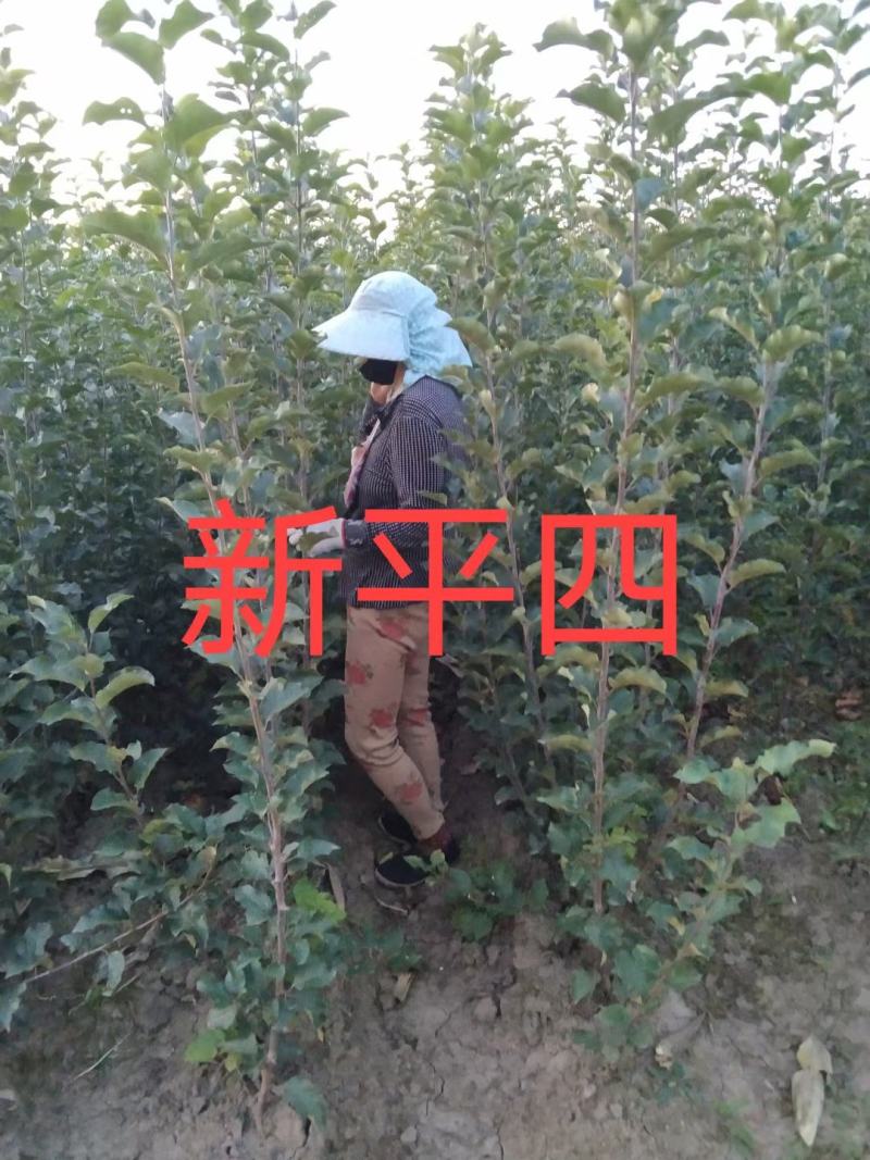 出售各种果树苗，绿化苗