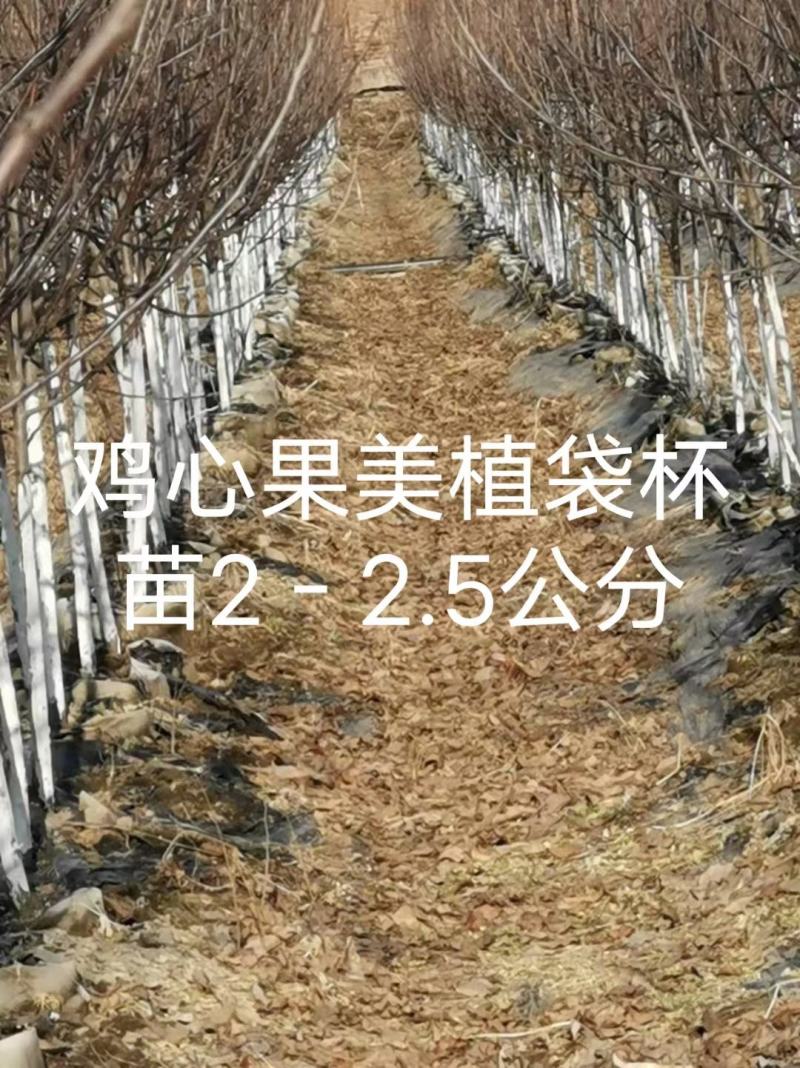 出售各种果树苗，绿化苗