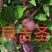 出售各种果树苗，绿化苗