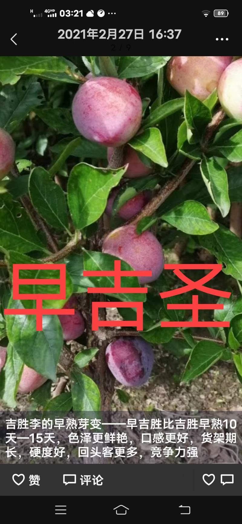 出售各种果树苗，绿化苗