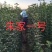 出售各种果树苗，绿化苗