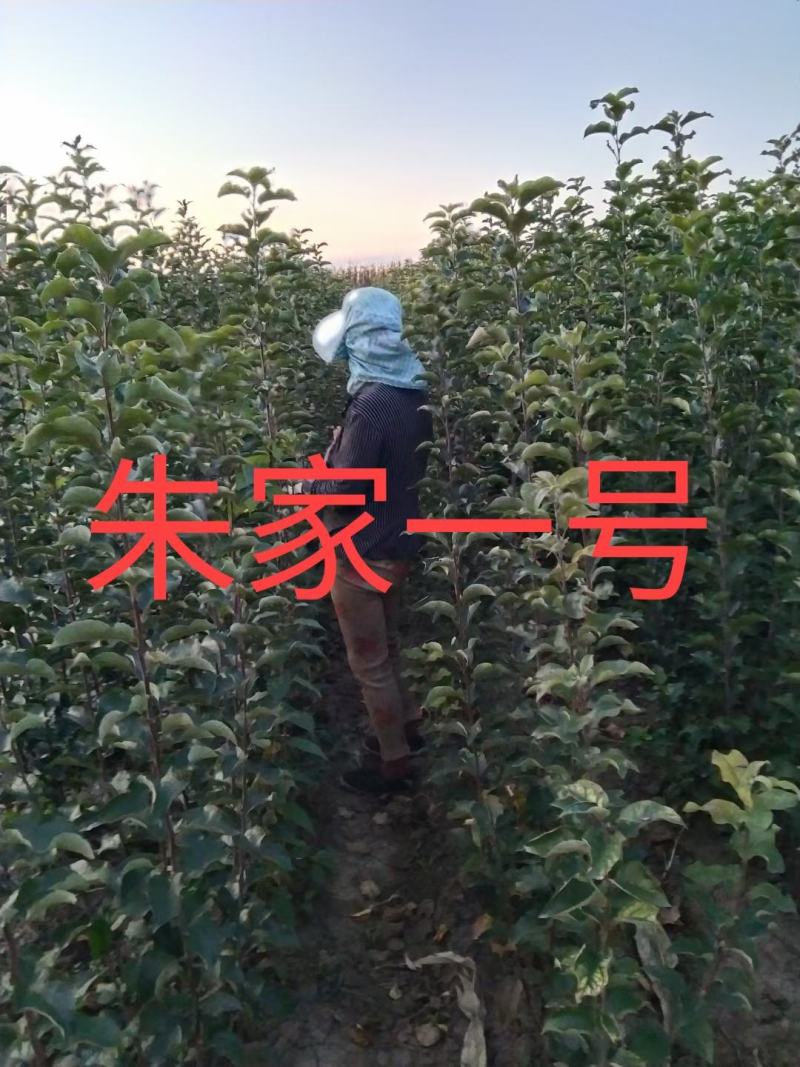 出售各种果树苗，绿化苗