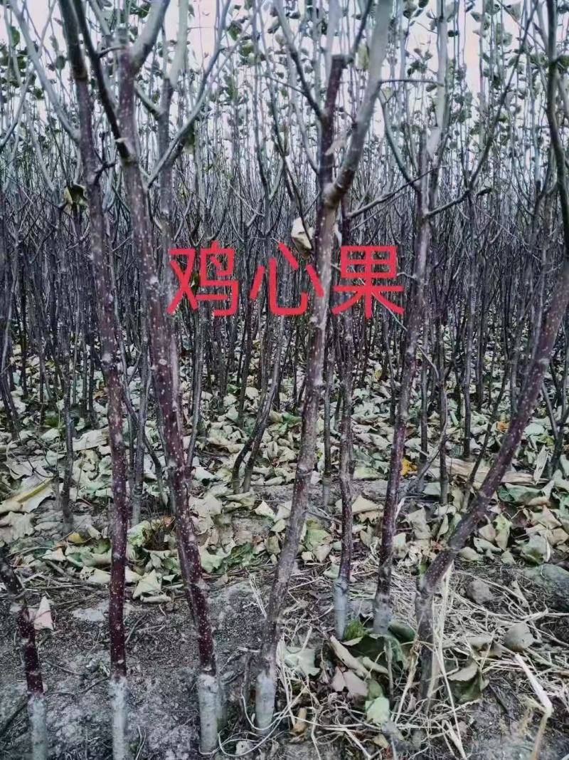 出售各种果树苗，绿化苗