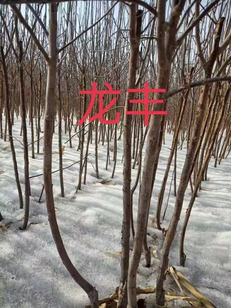 出售各种果树苗，绿化苗