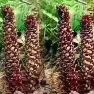 大兴安岭野生不老草草苁蓉肉苁蓉东北纯正源头批发一件代发