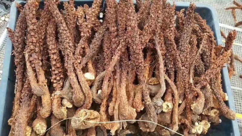 大兴安岭野生不老草草苁蓉肉苁蓉东北纯正源头批发一件代发