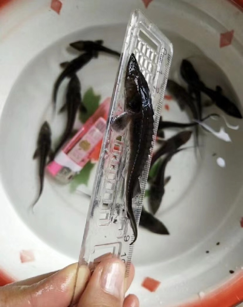 西伯利亚鲟，杂交鲟鱼苗尖嘴鲟基地直销质量保证