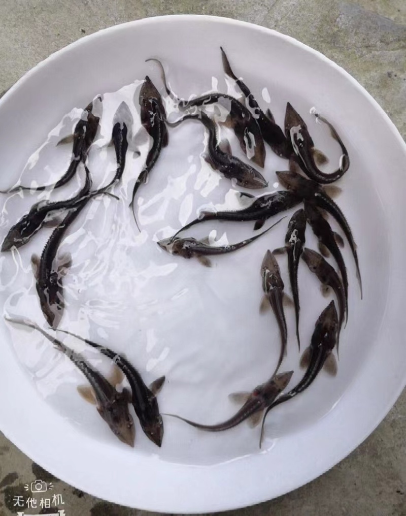西伯利亚鲟，杂交鲟鱼苗尖嘴鲟基地直销质量保证