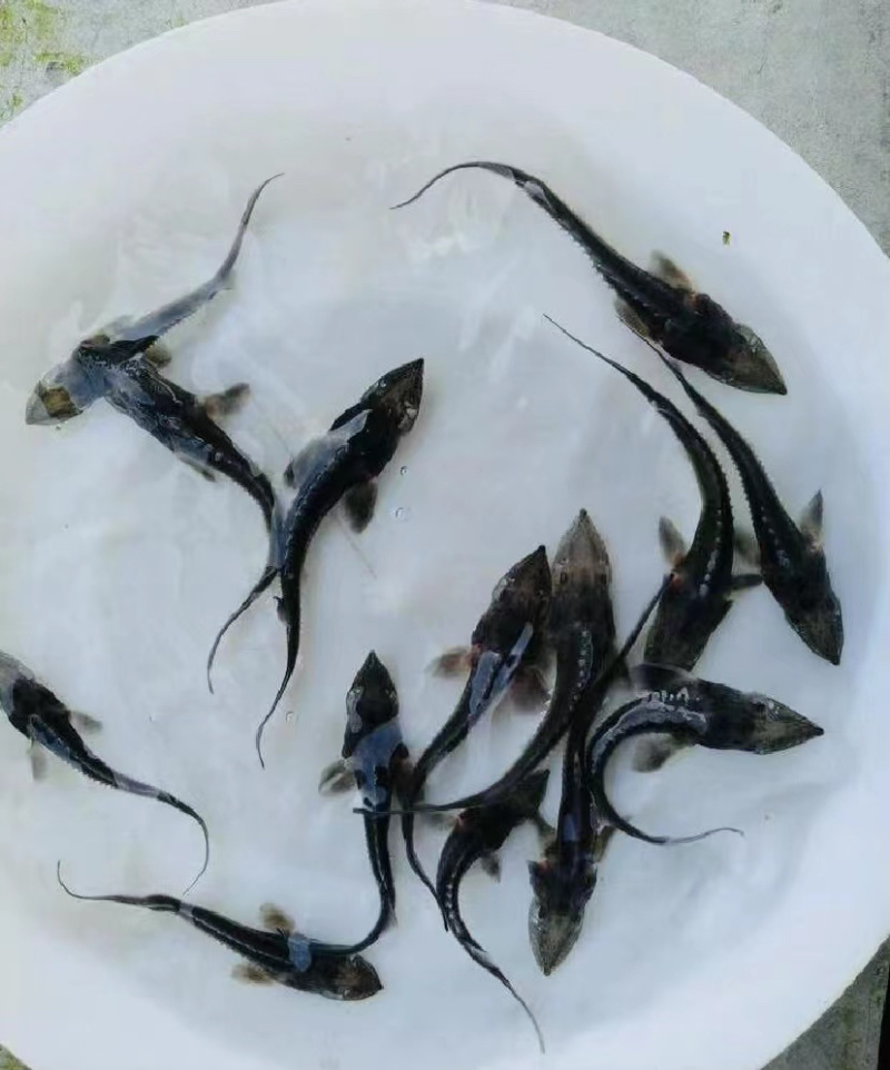 西伯利亚鲟，杂交鲟鱼苗尖嘴鲟基地直销质量保证