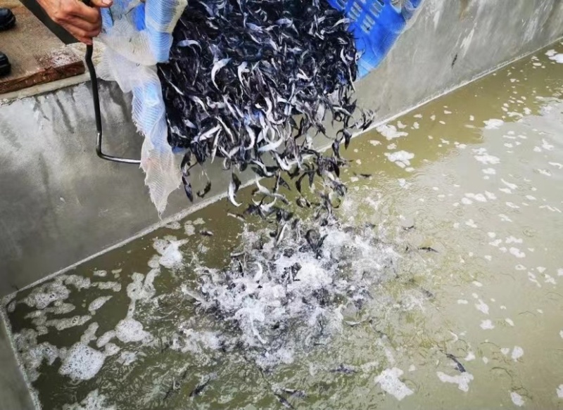 西伯利亚鲟，杂交鲟鱼苗尖嘴鲟基地直销质量保证