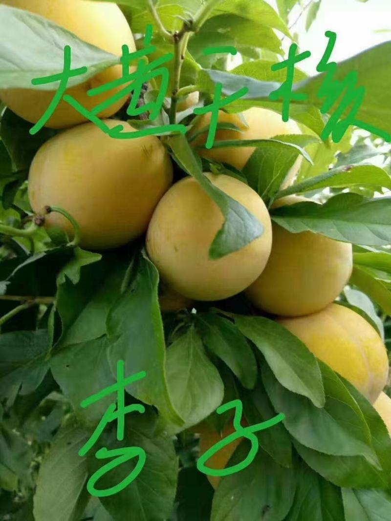 出售各种果树苗，绿化苗
