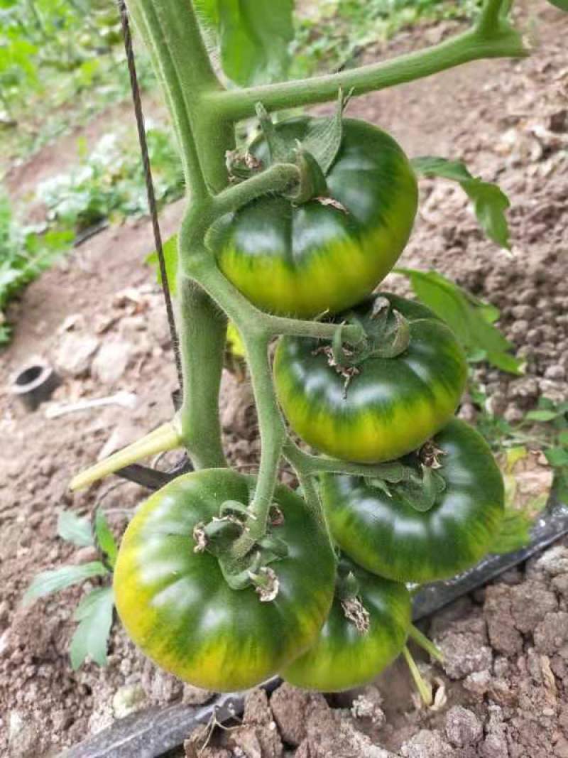 草莓柿子欢迎订购
