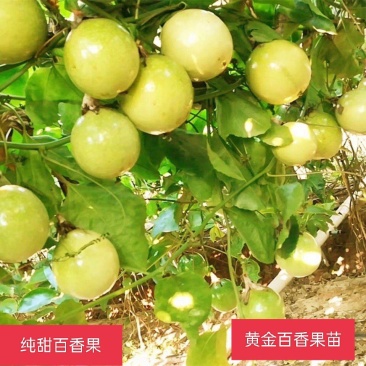 百香果钦密黄金百香果苗