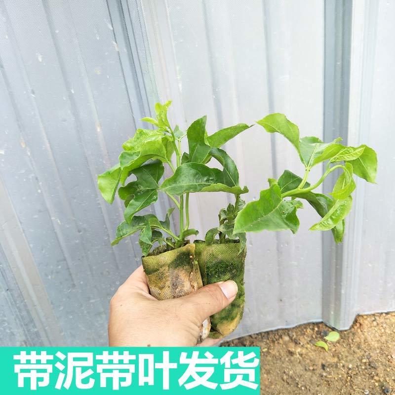 百香果钦密黄金百香果苗