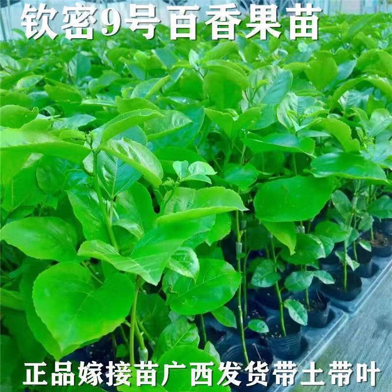 百香果钦密黄金百香果苗