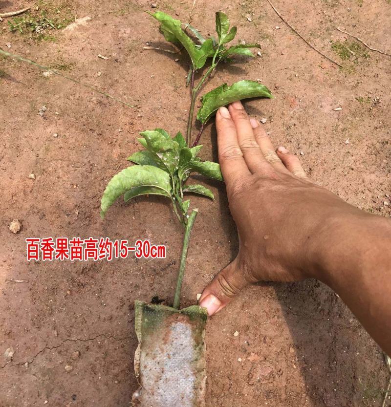 百香果钦密黄金百香果苗