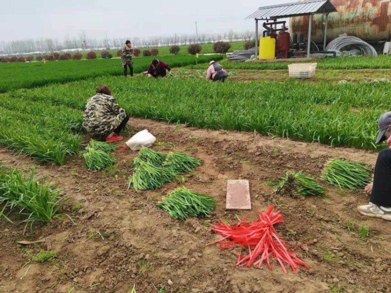 平园吉祥韭菜子不休眠品种，叶色浓绿，根茎粗壮，辛辣适中，