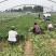 西瓜红红薯苗、脱毒西瓜红大田苗、普薯32红薯苗、普薯32
