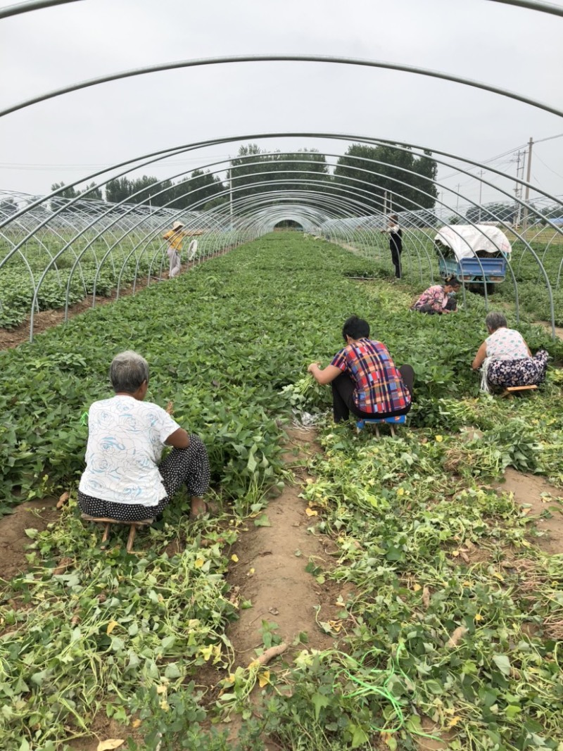 西瓜红红薯苗、脱毒西瓜红大田苗、普薯32红薯苗、普薯32