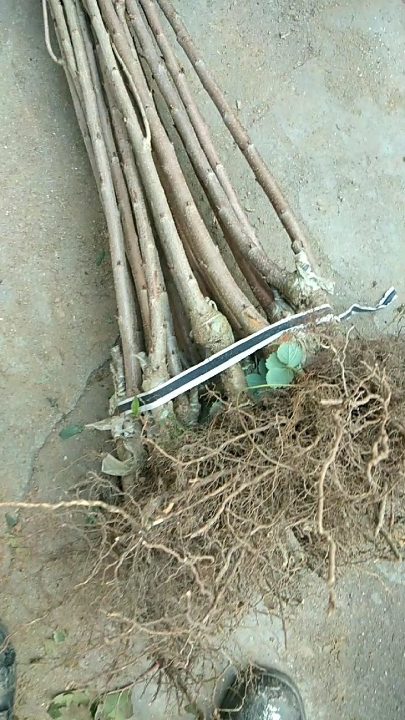樱桃树苗：俄八：车厘子，美早：大红灯，品种纯正，南北种植