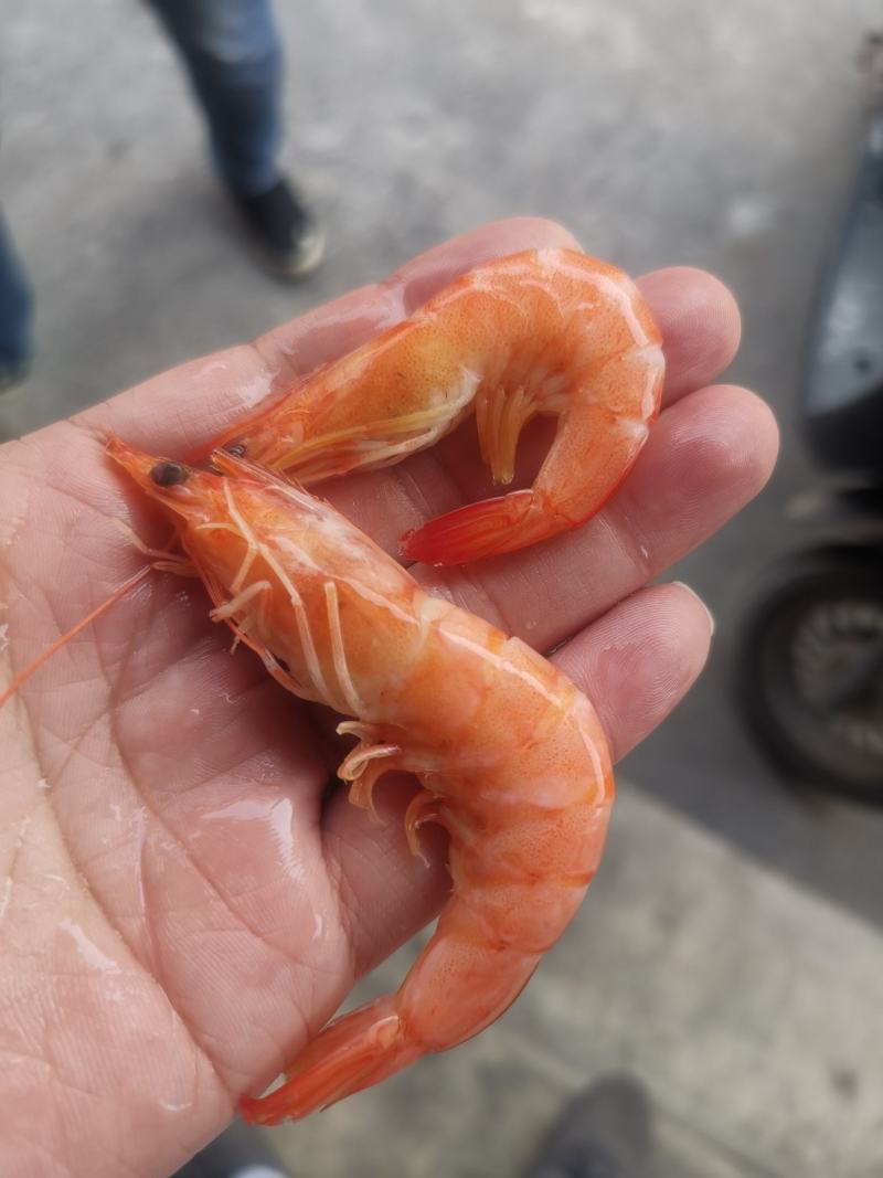 单冻熟虾