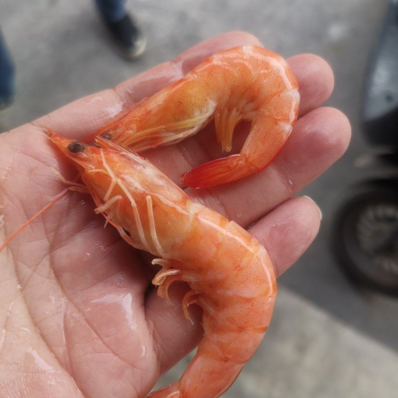 单冻熟虾