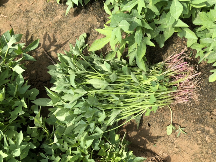 紫薯水培种植成果展示