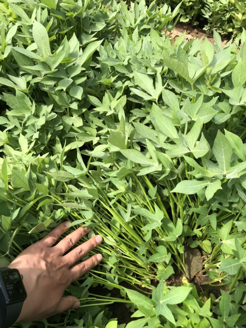 紫薯苗、徐紫八红薯苗、紫薯、红薯苗、地瓜苗、紫薯薯苗