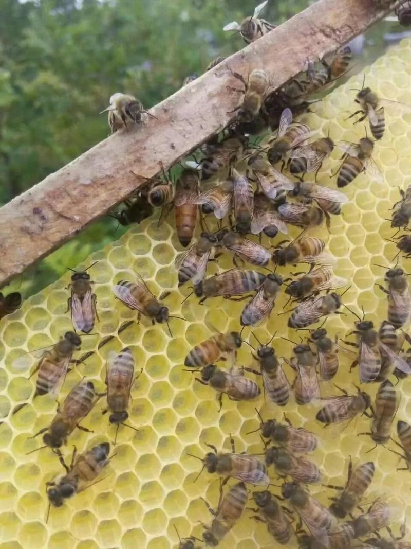 【蜂蜜】东北土蜂蜜百花蜜苕条蜜无添加剂纯正