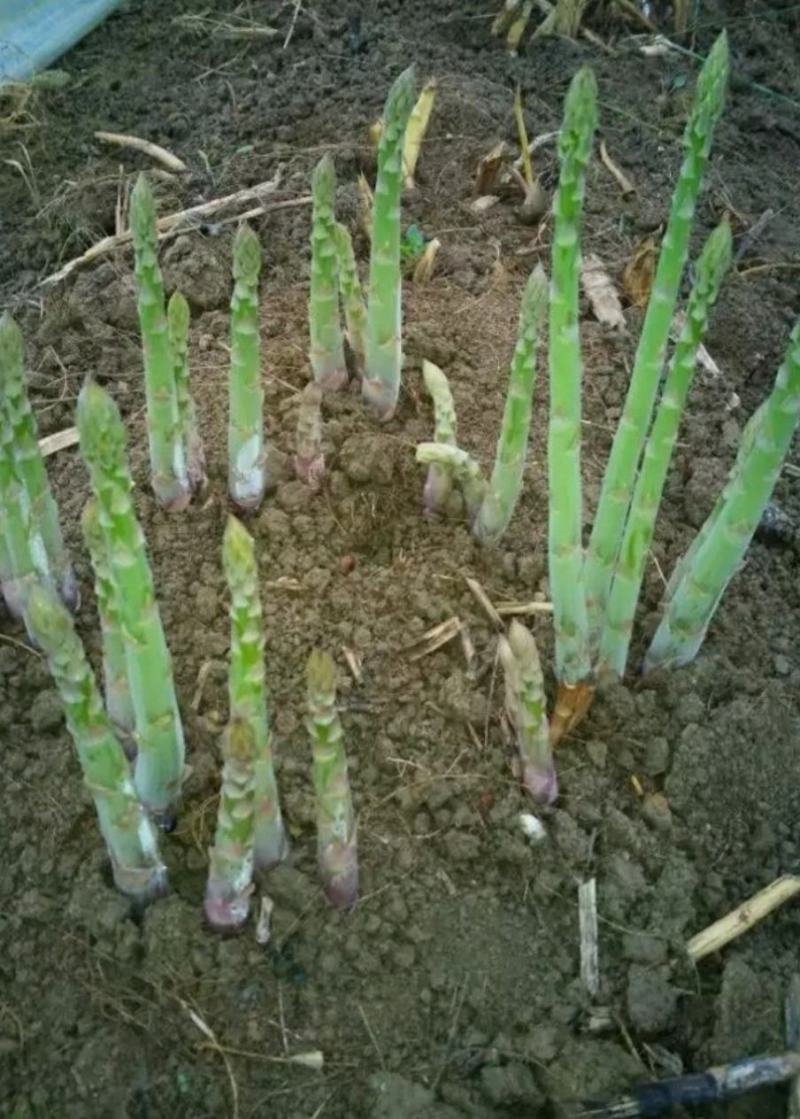 紫芦笋苗芦笋根芦笋可生吃保障成活率死苗补发