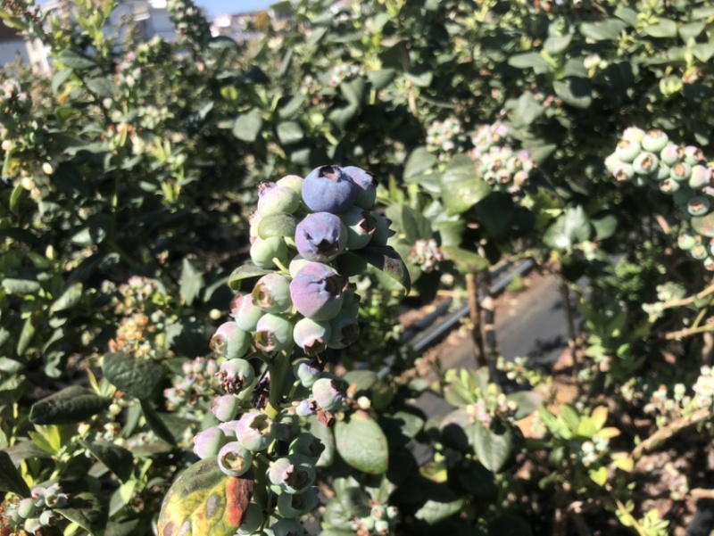 云南抚仙湖蓝莓顺丰空运基地直发一手货源