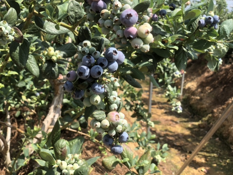 云南抚仙湖蓝莓顺丰空运基地直发一手货源